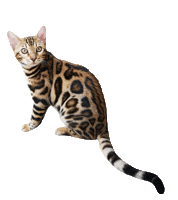 Cat Leopard Sticker by Kitty Fuchs