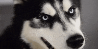 mission niu GIF by Northern Illinois University