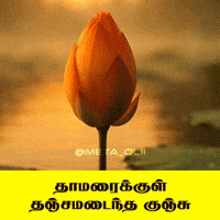 Vijay Thalapathyvijay GIF