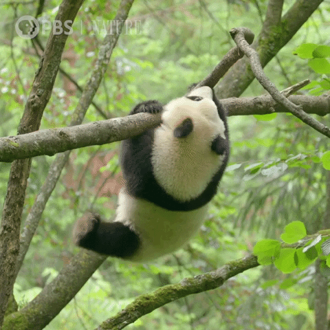 Pbs Nature Panda GIF by Nature on PBS