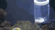 hungry octopus GIF by California Academy of Sciences