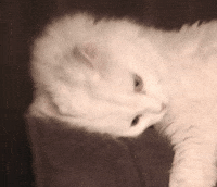 White Cat GIF