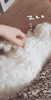 White Cat GIF