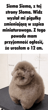 Sloma GIF