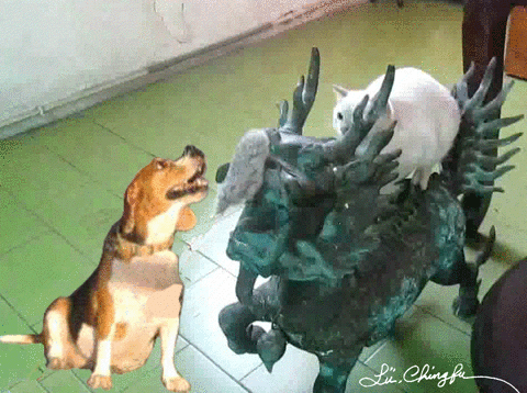 cat & dog gif collage GIF