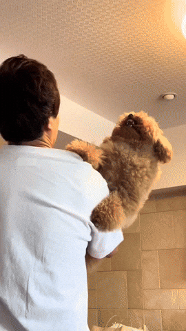 cuteanimalland giphyupload GIF