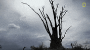 Nat Geo Savage Kingdom GIF by National Geographic Channel