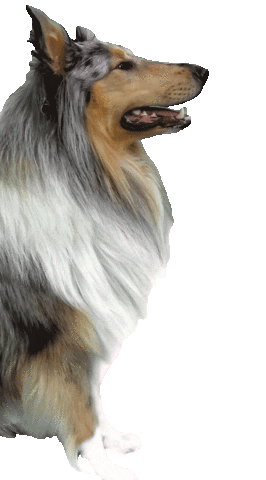 Dog Please Sticker by Tales&Tails