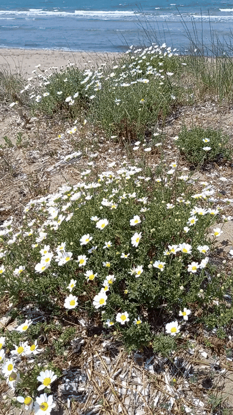 Simongip giphyupload GIF