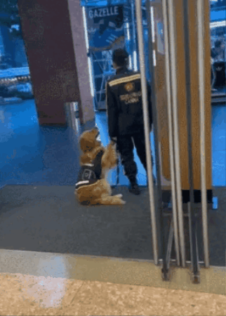 cuteanimalland giphygifmaker GIF