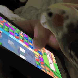 candy crush bird GIF