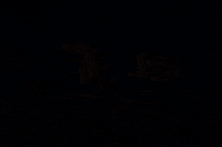 Charlie Brown Halloween GIF by Peanuts