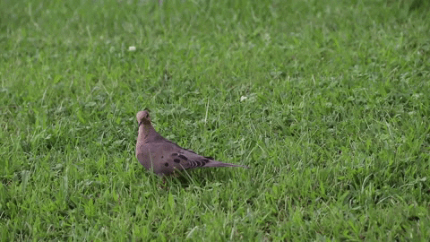 Bird Wildlife GIF by JC Property Professionals