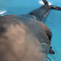 Big Eyes Kiss GIF