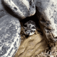 Snake Kevin GIF by Valley Zoo Development Society