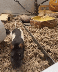 Rat Sniff GIF by Valley Zoo Development Society