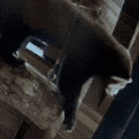 Red Panda Wave GIF by Valley Zoo Development Society