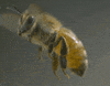 honey bee GIF