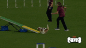 On My Way Running GIF by American Kennel Club