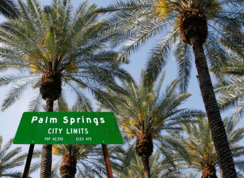 palm GIF