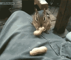 peanuts GIF