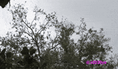 Zoom Sniper GIF
