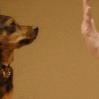 VirbacBR virbac virbacbrasil virbacbr virbac35anos GIF