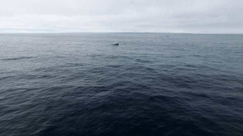 wicked tuna GIF by National Geographic Channel