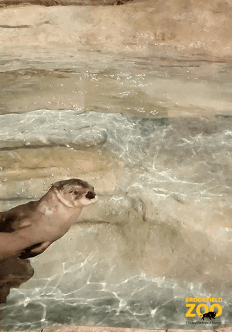 Otter Swimming GIF by Brookfield Zoo