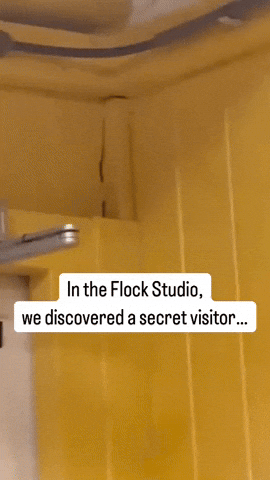 laurabenik giphyupload GIF