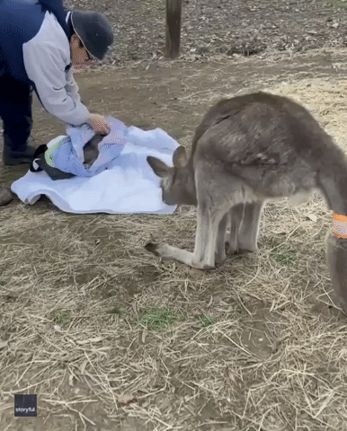 Kangaroo Joey With Injured Tail Reunited With Mother