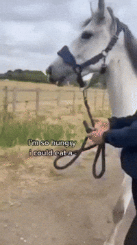 Hungry Horse GIF