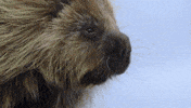nat geo wild fist bump GIF by Dr. Oakley, Yukon Vet