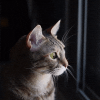 Side Eye