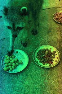 Racoon Timer GIF