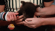rachaelrayshow funny cute gif baby GIF