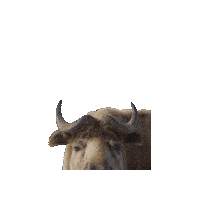 Peek Takin Sticker by Valley Zoo Development Society