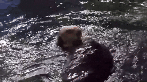 Sea Otter GIF by Georgia Aquarium