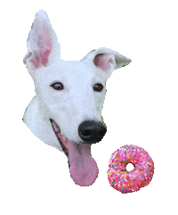 St Pete Donut Sticker by Golden Dinosaurs Vegan Deli