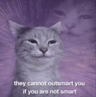 Cat Car GIF
