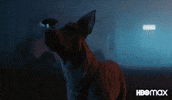 Good Boy Dog GIF by Max