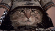 Angry Cat GIF