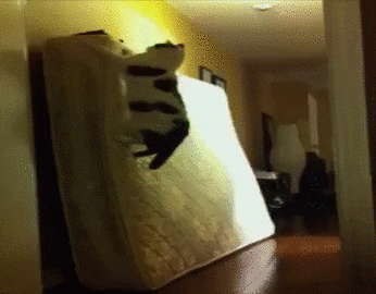 mattress GIF by America's Funniest Home Videos