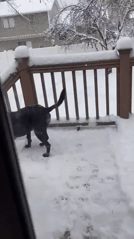 Dog Ventures Out in Utah Snow as Winter Storm Moves In