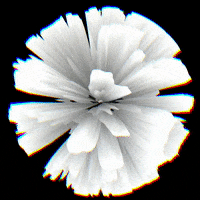 Art Morph GIF by Aleksey Efremov