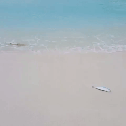 Baby Shark Catches Fish on a Maldives Beach