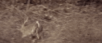 man in the wilderness GIF by Warner Archive