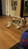 Husky Gets Worked Up During 'Conversation' With Owner