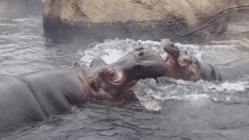 Fiona the Hippo Gets up Close And Personal With Her Mom in Cincinnati