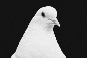 julietagracian animals pop bird fly GIF